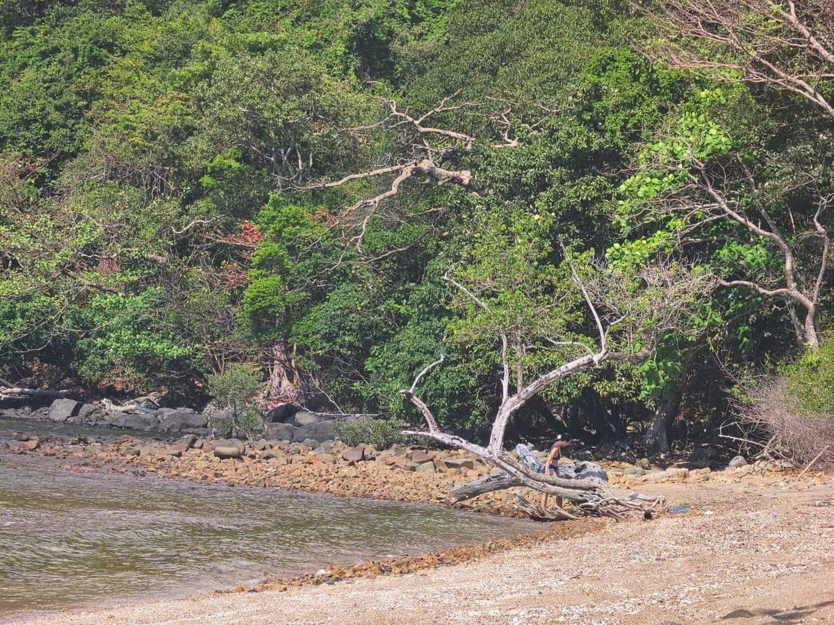 Пляж Дат Тхам на Кондао: галька, коряга и лес у самой воды