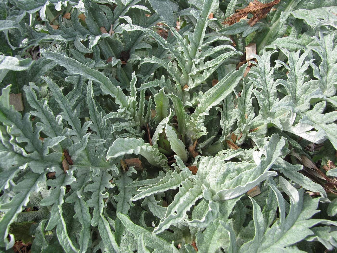 Серебристо-зелёные перистые листья артишока Cynara scolymus крупным планом